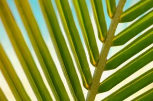 Image Palm tree